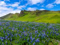 Felsspitzen im Hatta Kamm mit Lupinenfeld davor - Südisland